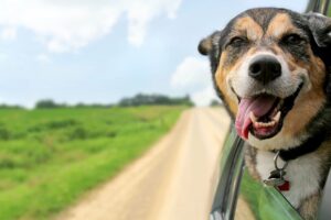 Dog out of car window